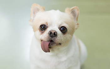 画像:犬